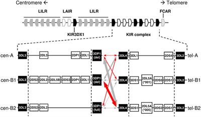 Haplotype-Based Analysis of KIR-Gene Profiles in a South European Population—Distribution of Standard and Variant Haplotypes, and Identification of Novel Recombinant Structures